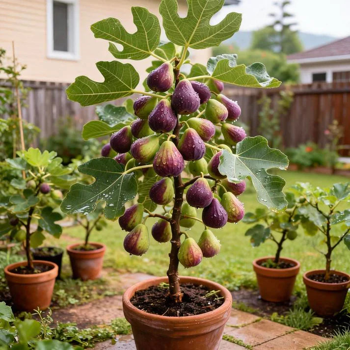 🔥Last Day 49% OFF - 🌿Brown Turkey Fig Seeds | 🔥Buy 1 Get 1 Free🔥 Main image