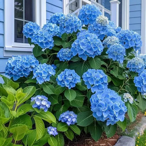 🌈Mix Hydrangea Seeds - Beautiful and Hardy Perennial Seeds for Your Garden | 🔥Buy 1 Get 1 Free🔥 Secondary image