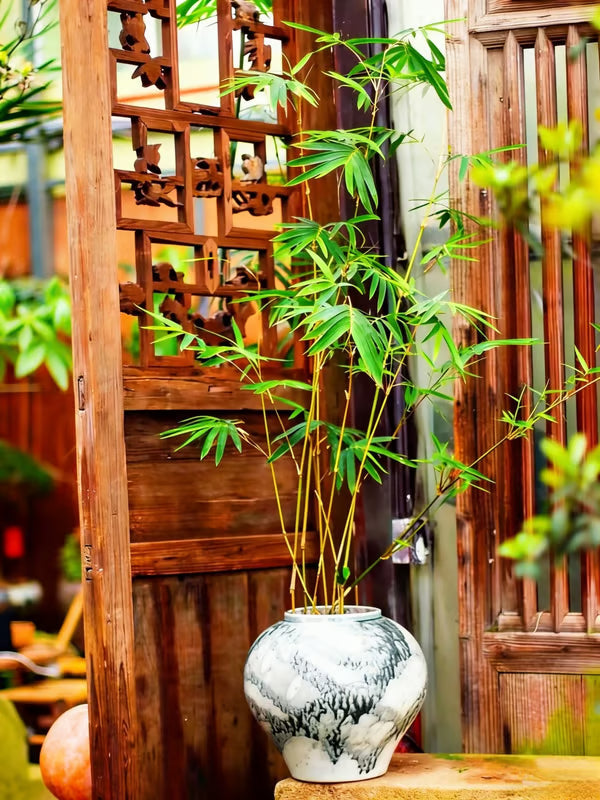 🏆Evergreen Lucky Bamboo Seed | 🔥Buy 1 Get 1 Free🔥