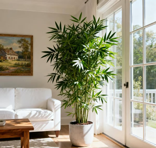 🏆Evergreen Lucky Bamboo Seed | 🔥Buy 1 Get 1 Free🔥 Secondary image