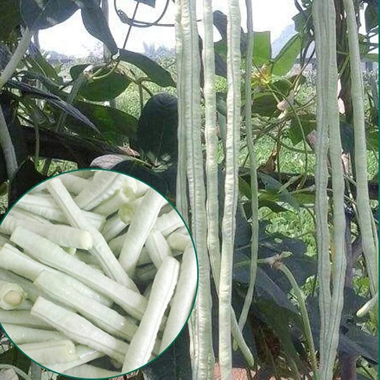 🔥Super-Long Green Bean Seeds - Super Yield | 🔥Buy 1 Get 1 Free🔥