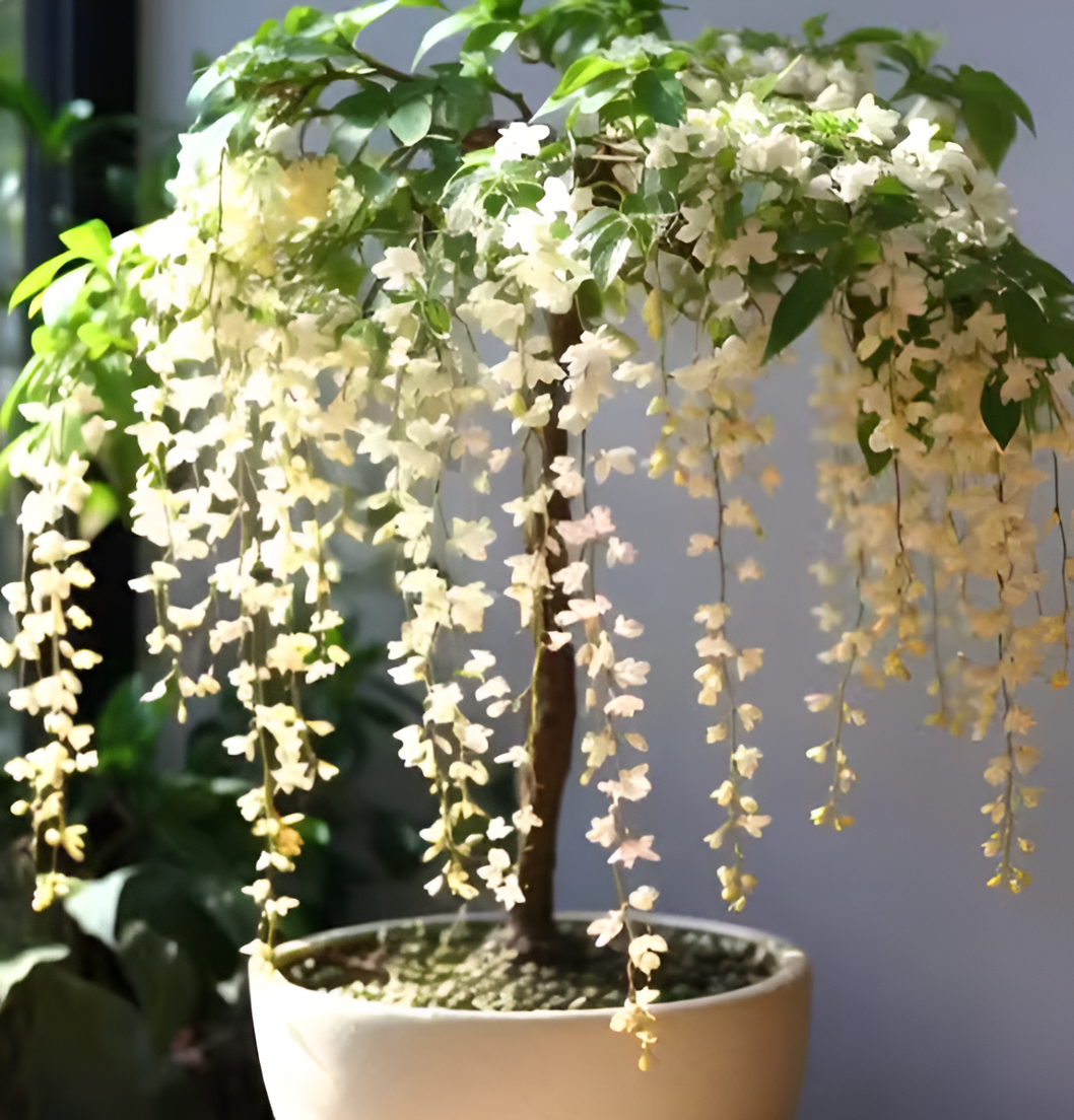 🌸 Buy 1 Get 1 Free – Winter-Friendly Hanging Jasmine—Dreamy Indoor Flower🌿❄️ Main image