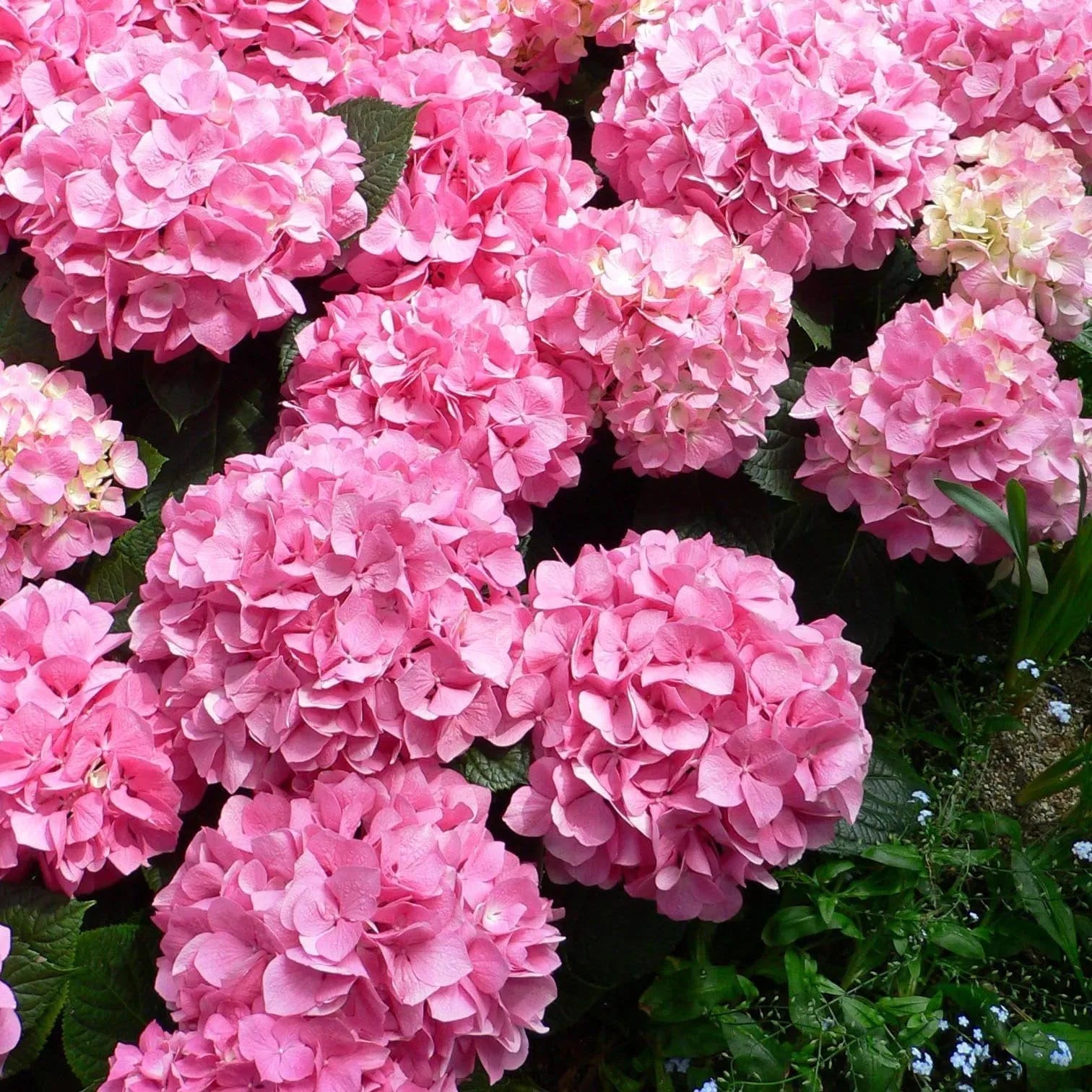 🌈Mix Hydrangea Seeds - Beautiful and Hardy Perennial Seeds for Your Garden | 🔥Buy 1 Get 1 Free🔥 Main image