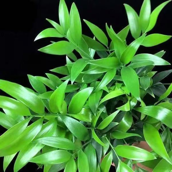 🏆Evergreen Lucky Bamboo Seed | 🔥Buy 1 Get 1 Free🔥