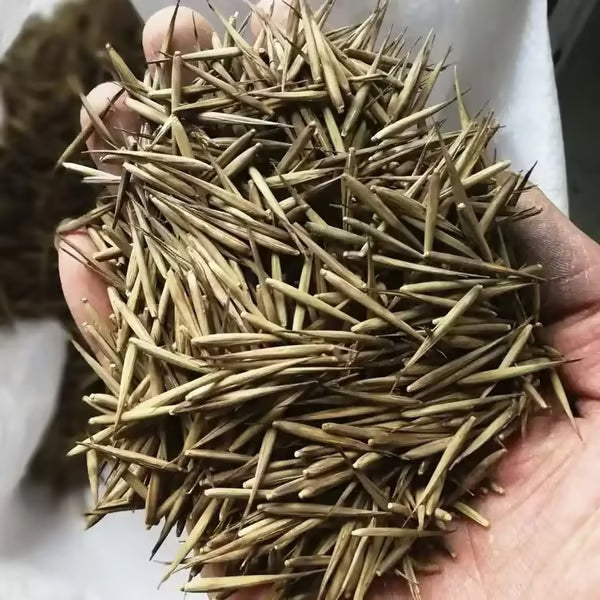 🏆Evergreen Lucky Bamboo Seed | 🔥Buy 1 Get 1 Free🔥
